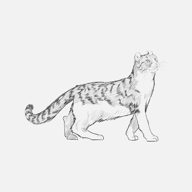 Stile di disegno dell'illustrazione del gatto