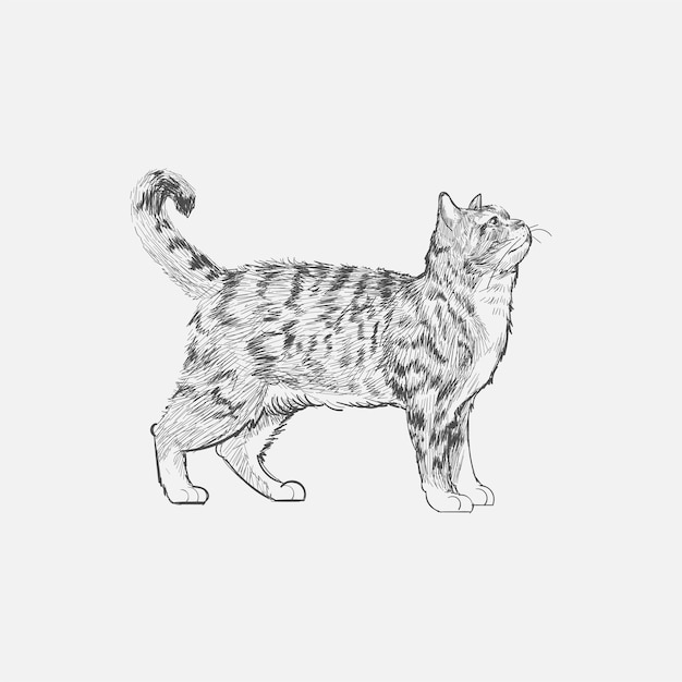 猫のイラストの描画スタイル