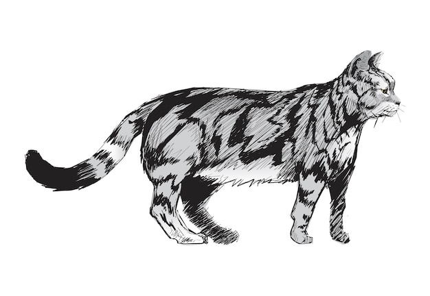 Stile di disegno dell'illustrazione del gatto