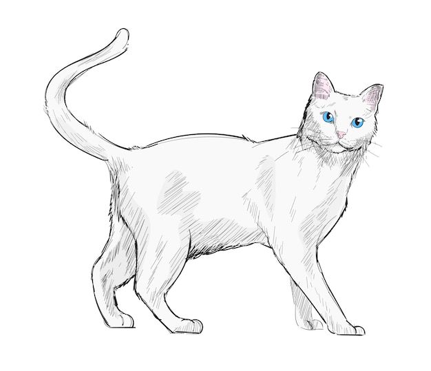 Vettore stile di disegno dell'illustrazione del gatto