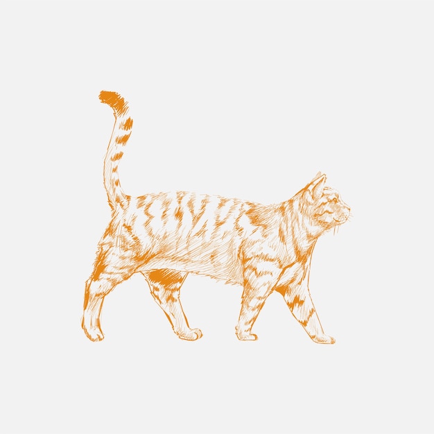 Illustration drawing style of cat