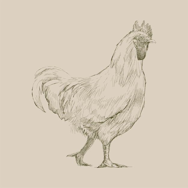 illustration drawing style of chicken