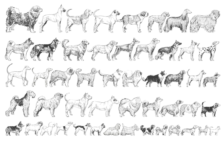 Vector illustration drawing style of dog breeds collection