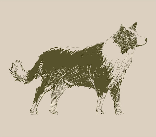 Illustration drawing style of dog