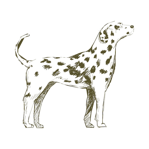 Vector illustration drawing style of dog