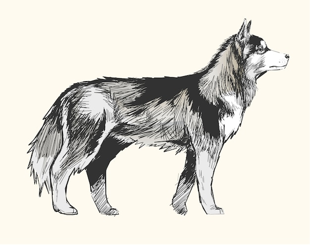 Illustration drawing style of dog