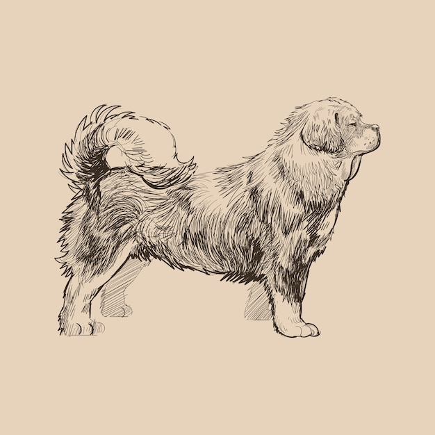 Vector illustration drawing style of dog