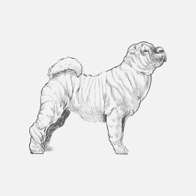 Vector illustration drawing style of dog