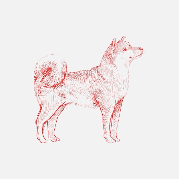 Illustration drawing style of dog