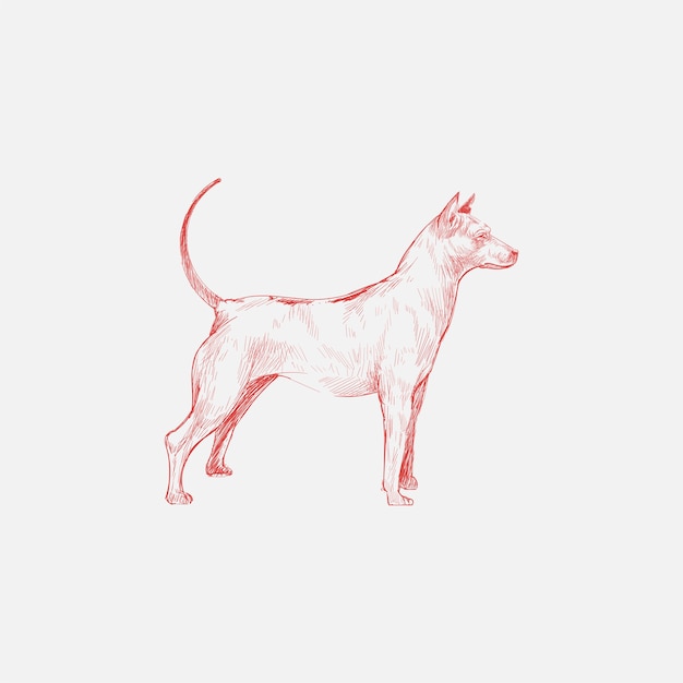 Illustration drawing style of dog