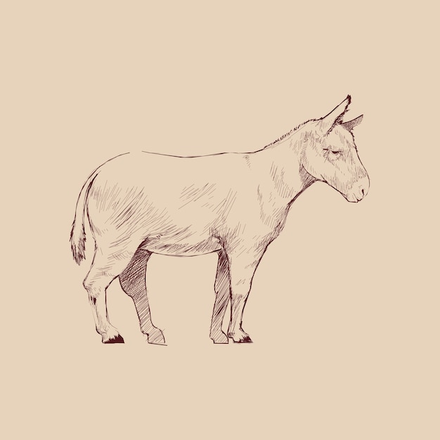 Illustration drawing style of donkey