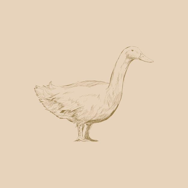 Illustration drawing style of duck