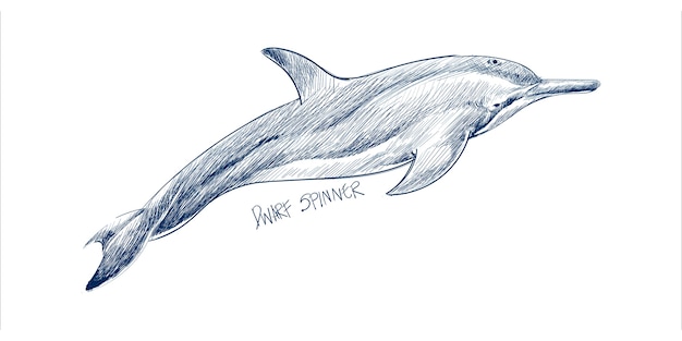 Illustration drawing style of dwarf spinner dolphin