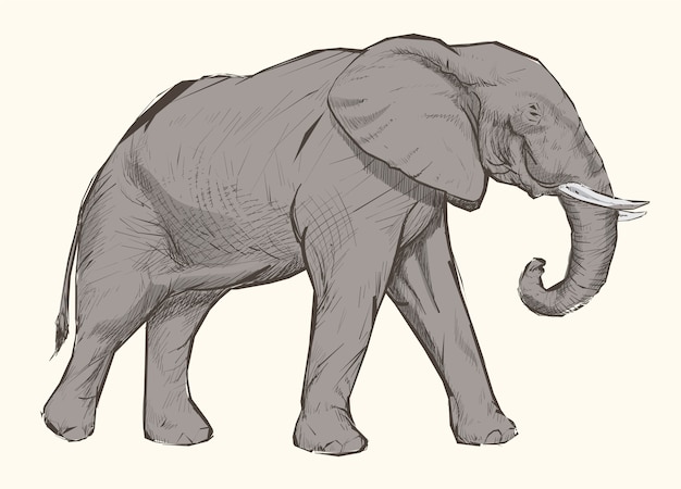 Vettore stile di disegno dell'illustrazione dell'elefante