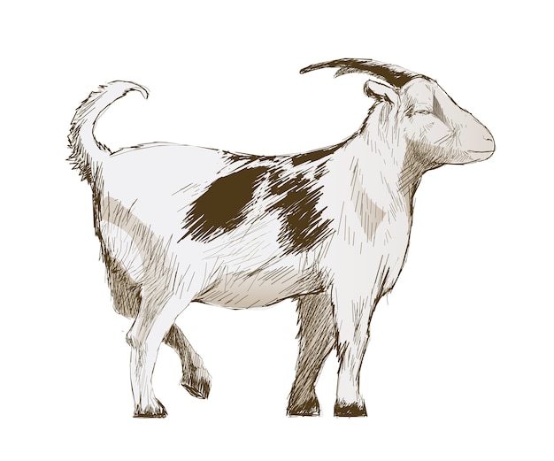 Illustration drawing style of goat