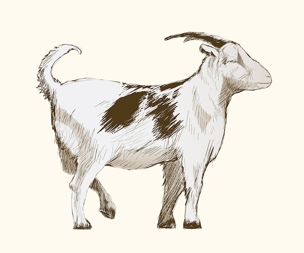 Illustration drawing style of goat