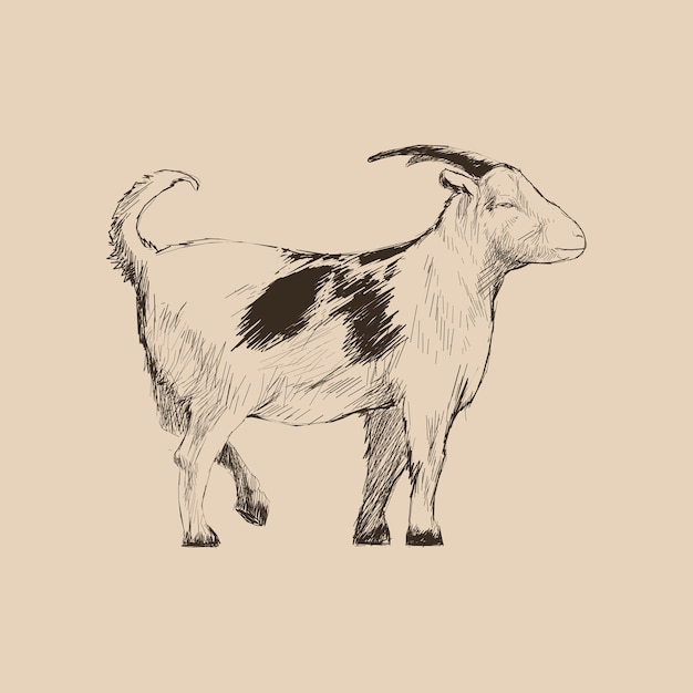 Stile di disegno illustrazione di capra