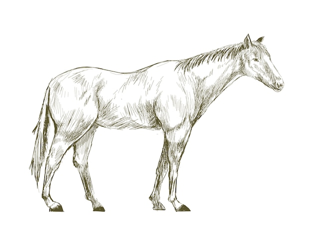 Vettore stile di disegno dell'illustrazione del cavallo