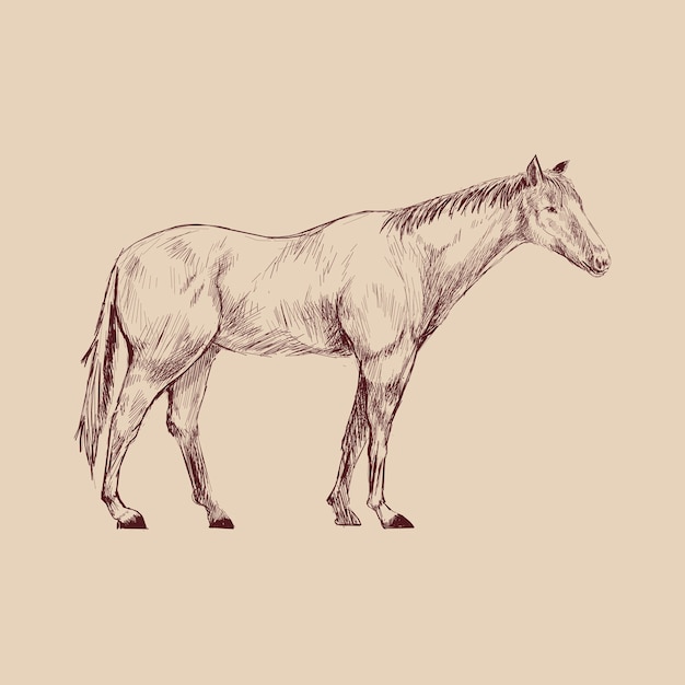 Illustration drawing style of horse