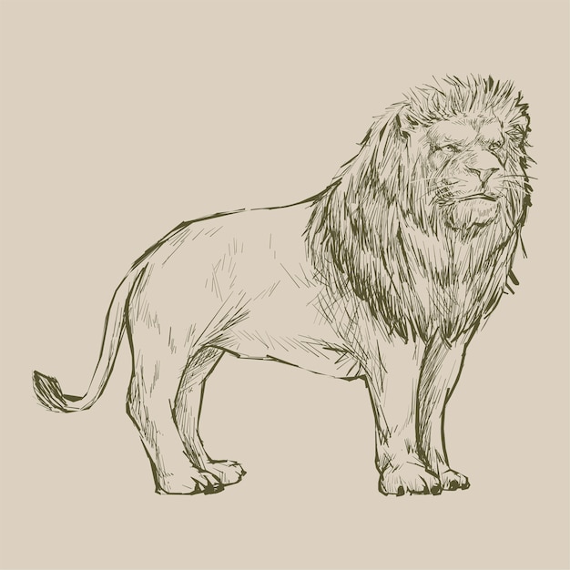 Vector illustration drawing style of lion