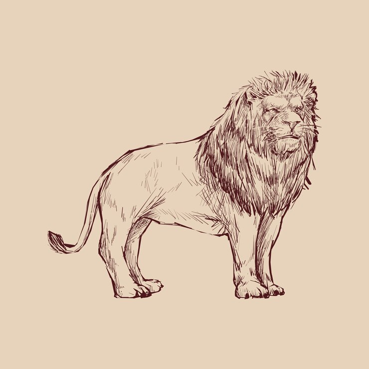 Vector illustration drawing style of lion
