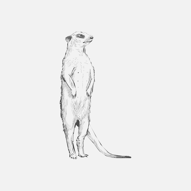 Stile di disegno dell'illustrazione di meerkat