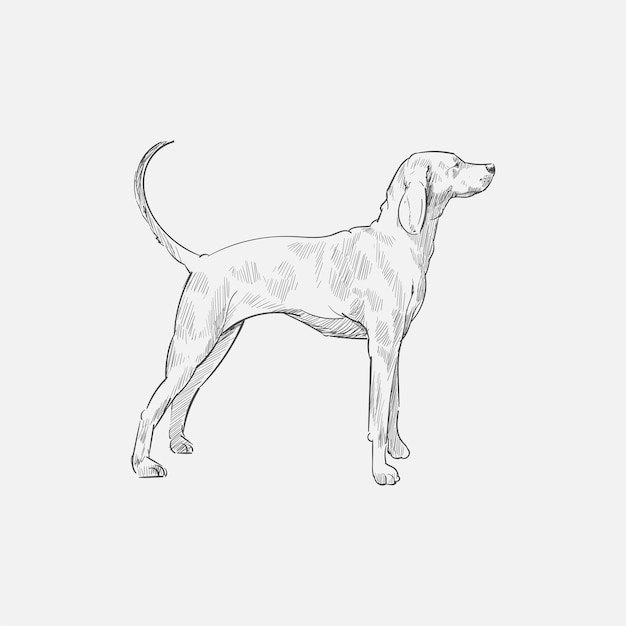 犬のイラストの描画スタイル