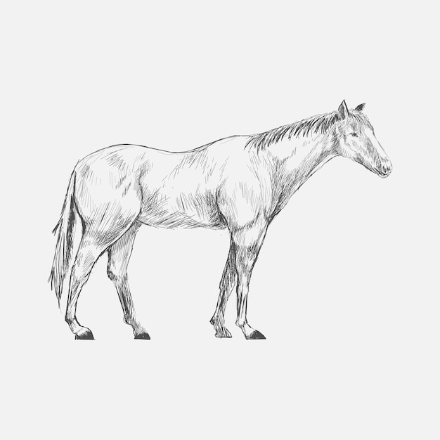 馬のイラストの描画スタイル