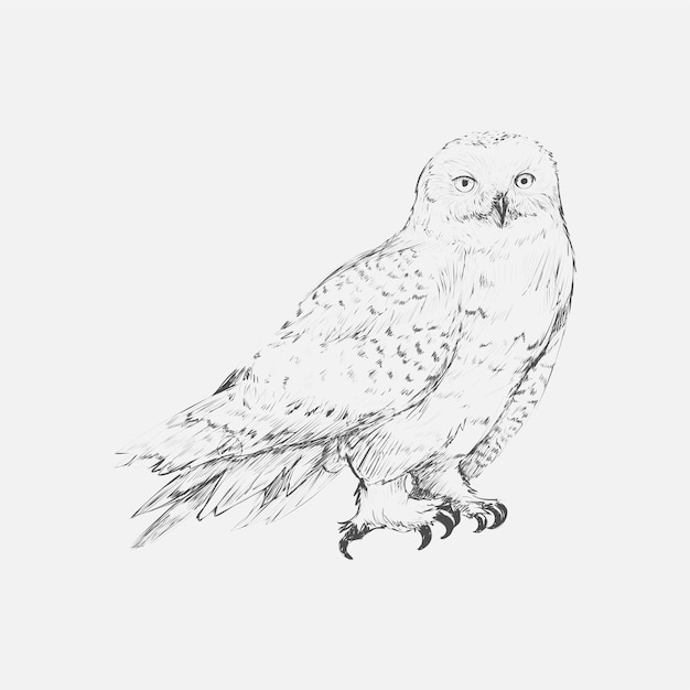 フクロウのイラストの描画スタイル