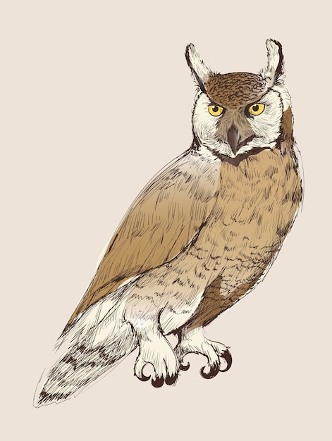 Illustration drawing style of owl