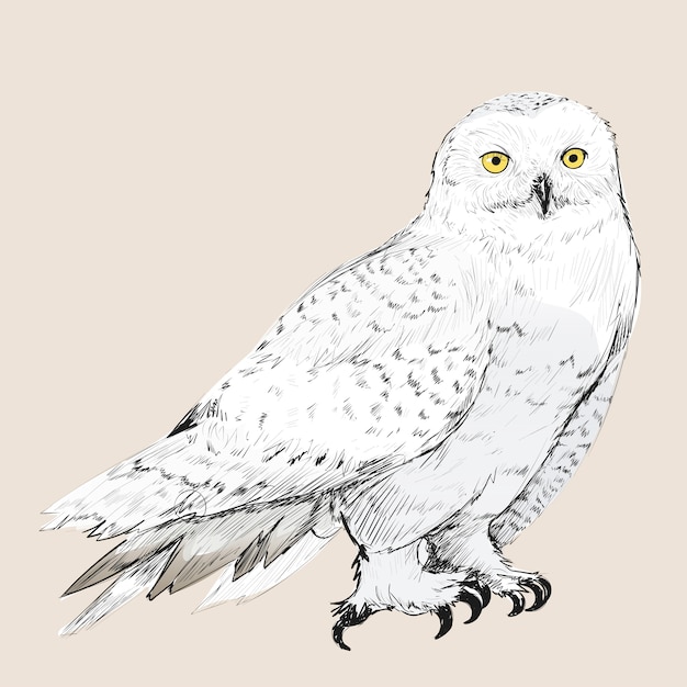 Illustration drawing style of owl