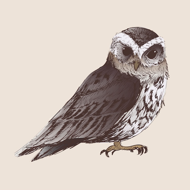 Illustration drawing style of owl