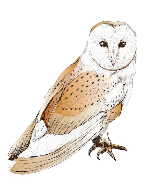 Illustration drawing style of owl