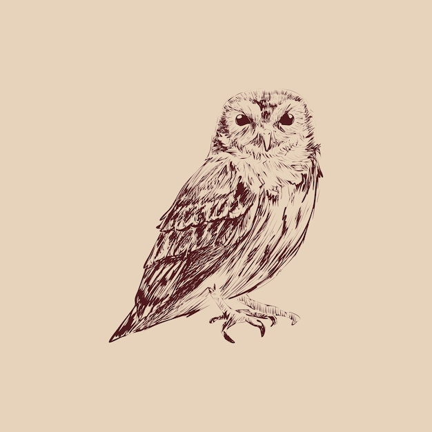 Vector illustration drawing style of owl