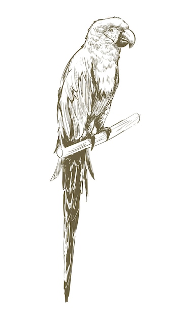 Illustration drawing style of parrot