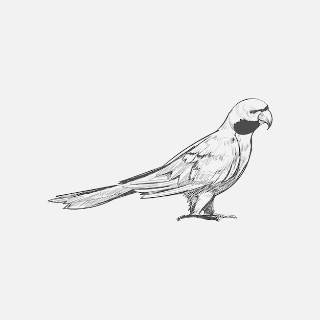 Illustration drawing style of parrot