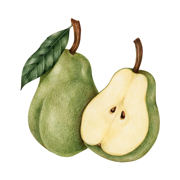 Illustration drawing style of pear