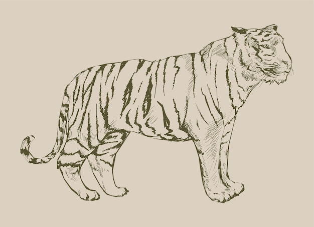 Vector illustration drawing style of tiger