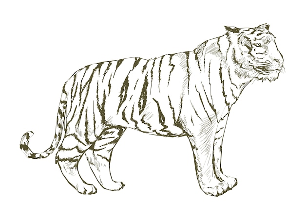 Vettore stile di disegno dell'illustrazione della tigre