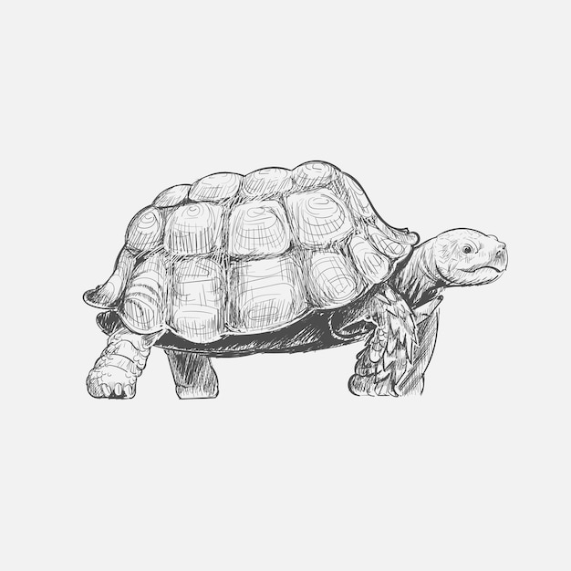 Illustration drawing style of turtle