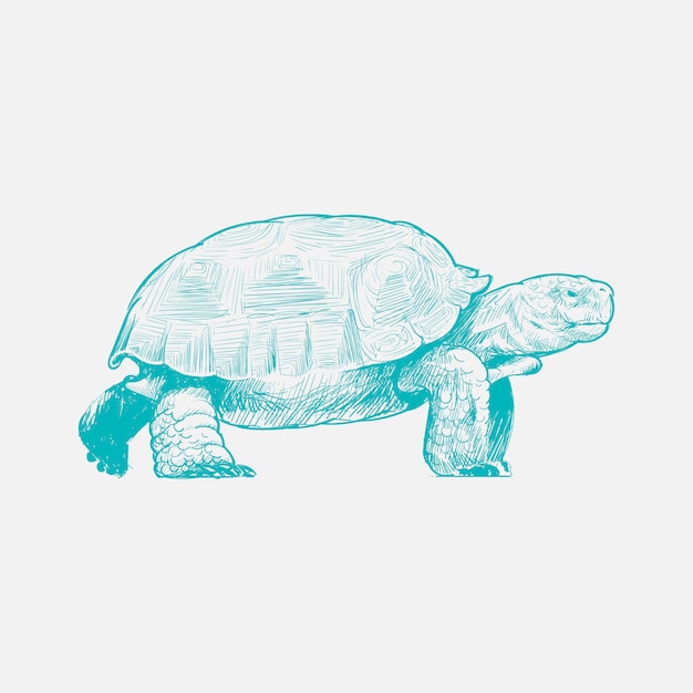 Vector illustration drawing style of turtle