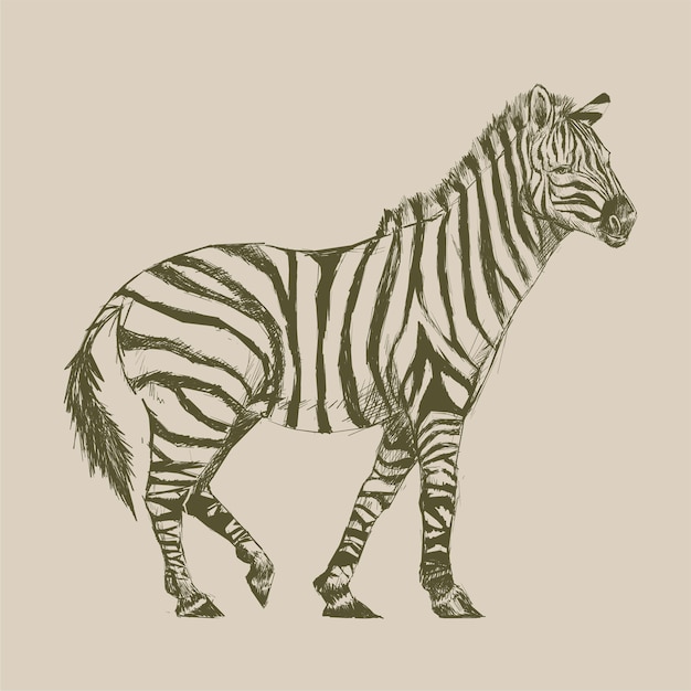 Stile di disegno illustrazione di zebra