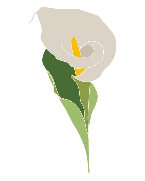 Вектор Иллюстрация нарисованный цветок каллы пастельные тона настенный плакат открытка