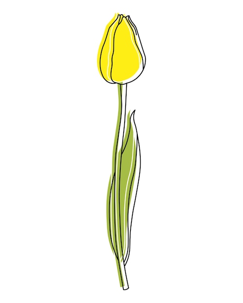 Vector illustration of a drawn yellow tulip flower wall art poster postcard invitation