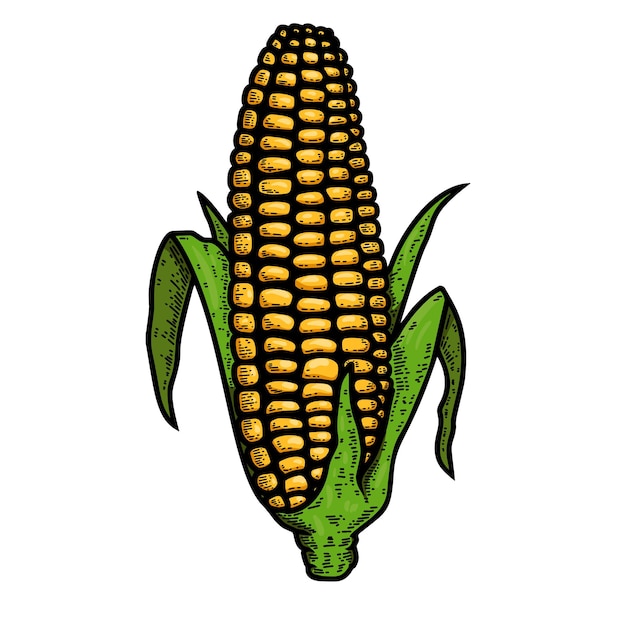 Vector illustration of ear of corn in engraving style design element for logo label sign emblem poster vector illustration