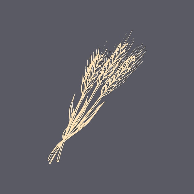 Vector the illustration of an ear of wheat in vector drawn a rye spike in the engraving style
