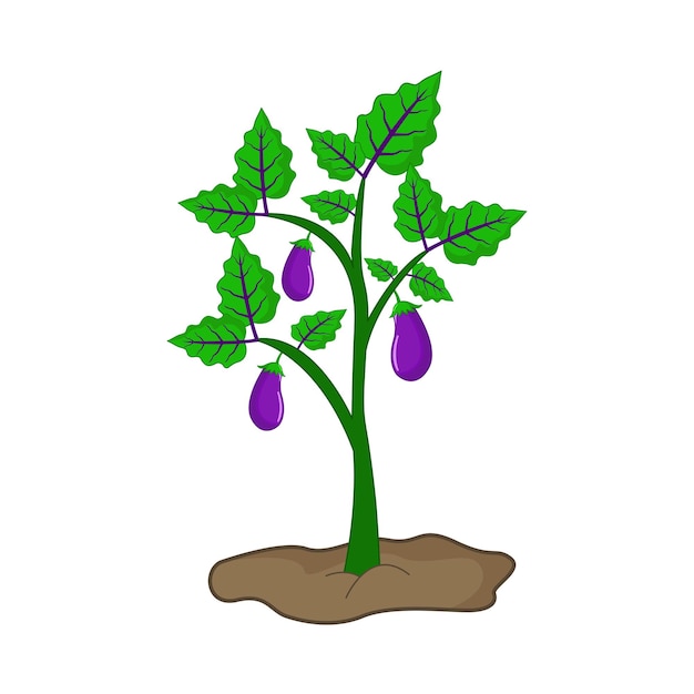 Illustration of eggplant
