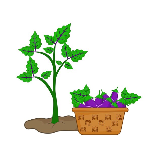 Illustration of eggplant