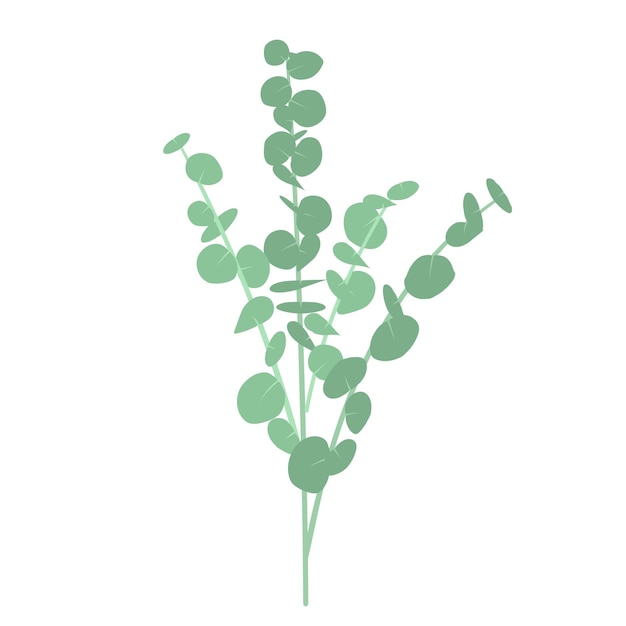 Illustration of Eucalyptus