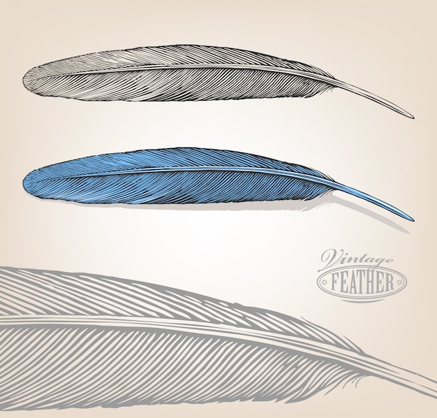 Vector illustration of feather in vintage engraving style